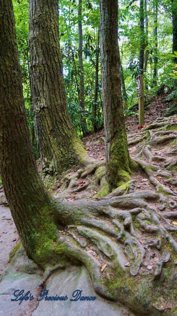 Moss covered trees with roots growing over rocks.