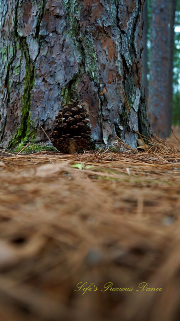 Ground level view of a pine cone resting against the base of a tree.