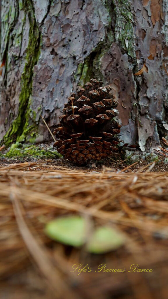 Ground level view of a pine cone resting against the base of a tree.