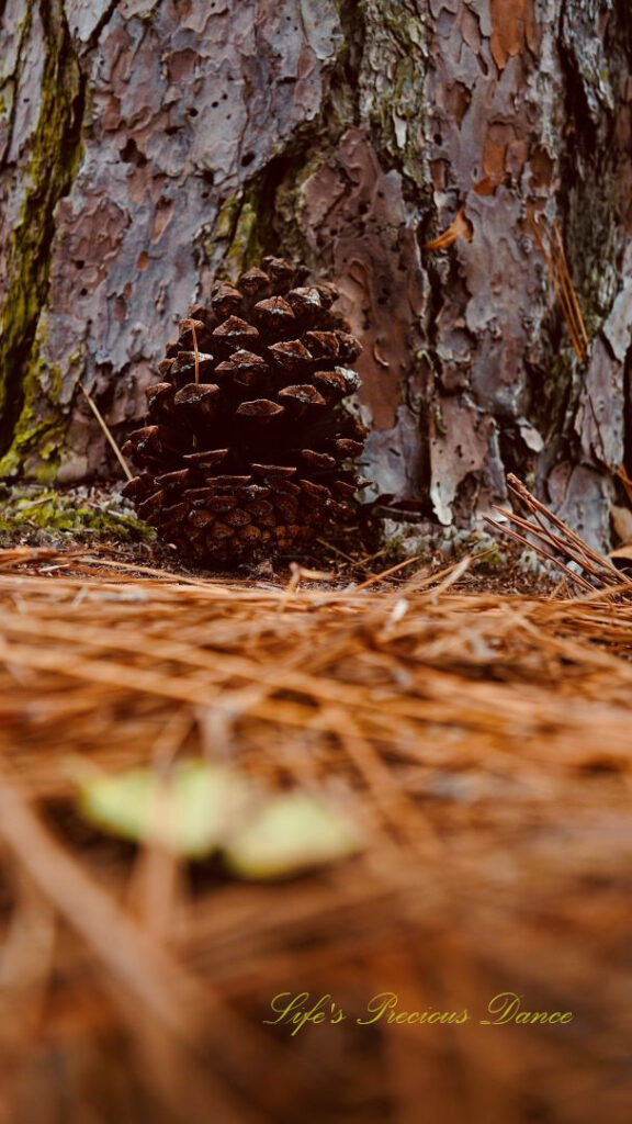 Ground level view of a pine cone resting against the base of a tree.