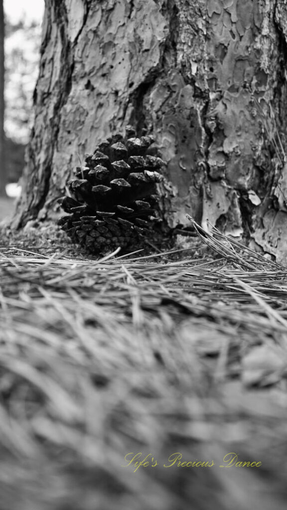 Black and white ground level view of a pine cone resting against the base of a tree.