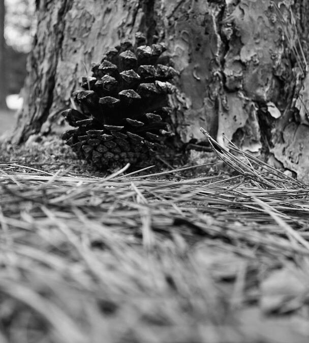 Black and white ground level view of a pine cone resting against the base of a tree.