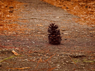 Ground level view of a pine cone on a trail in Sesquicentennial State Park.
