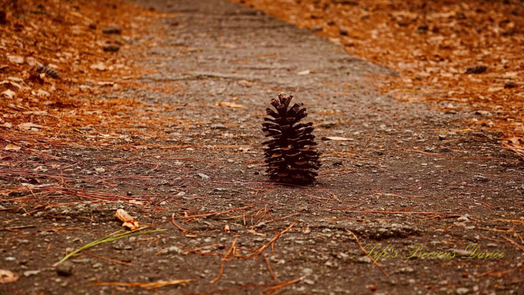 Ground level view of a pine cone on a trail in Sesquicentennial State Park.