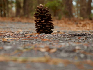 Ground level view of a pine cone on a trail in Sesquicentennial State Park.