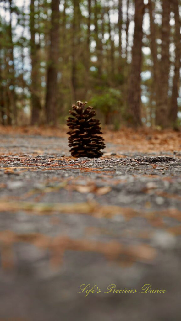 Ground level view of a pine cone on a trail in Sesquicentennial State Park.