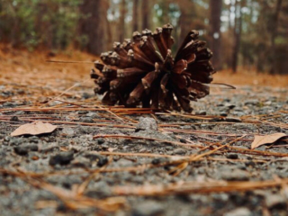 Ground level view of a pine cone on a trail in Sesquicentennial State Park.