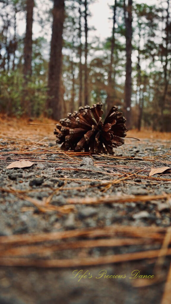 Ground level view of a pine cone on a trail in Sesquicentennial State Park.