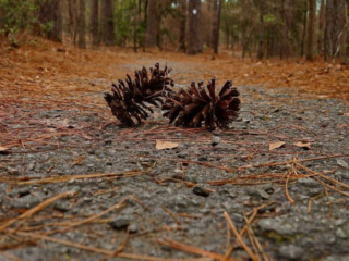 Ground level view of a two pine cones on a trail in Sesquicentennial State Park.