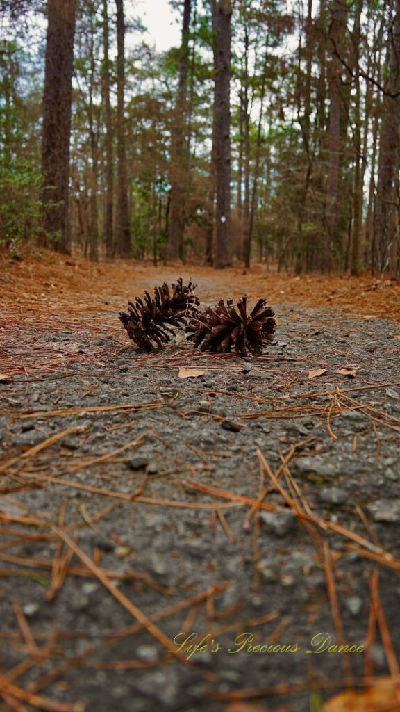 Ground level view of a two pine cones on a trail in Sesquicentennial State Park.