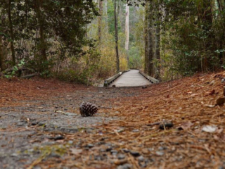 Ground level view of a trail leading to a boardwalk in Sesquicentennial State Park.