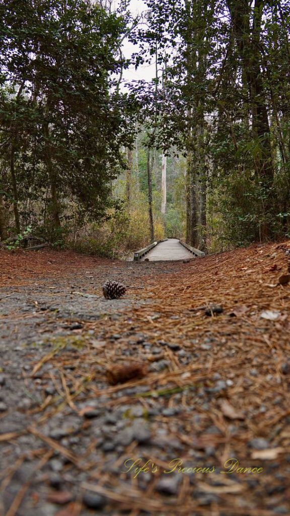 Ground level view of a trail leading to a boardwalk in Sesquicentennial State Park.