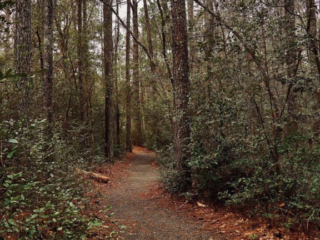 A nature trail leading through Sesquicentennial State Park.