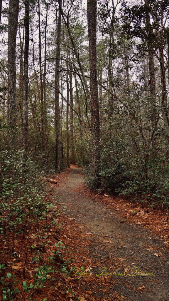 A nature trail leading through Sesquicentennial State Park.