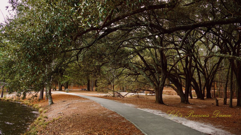 A paved walking trail passing under Angel Oak trees at Sesquicentennial State Park.