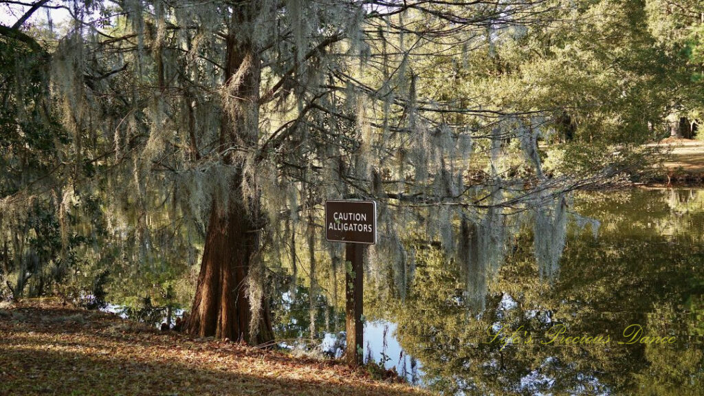 Sign reading &quot;Caution Alligators&quot; beside a cedar tree covered in spanish moss. A pond in the background.