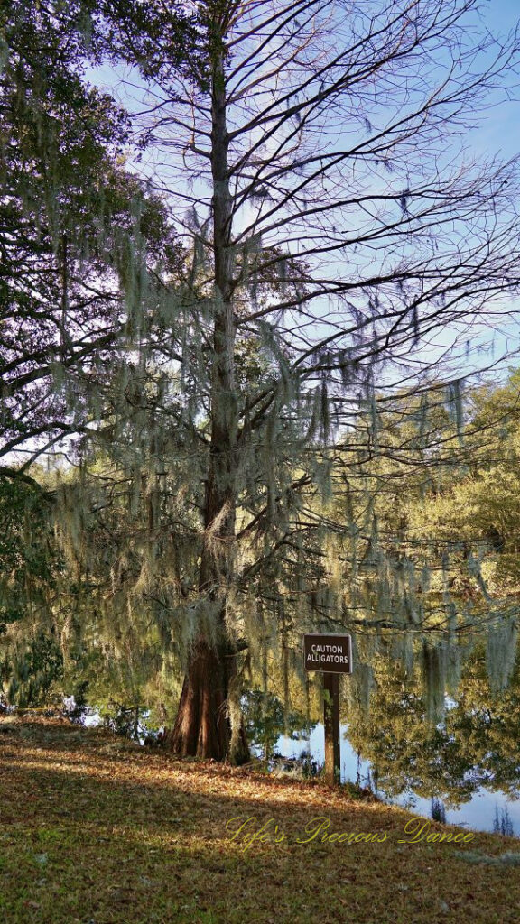 Sign reading &quot;Caution Alligators&quot; beside a cedar tree covered in spanish moss. A pond in the background.