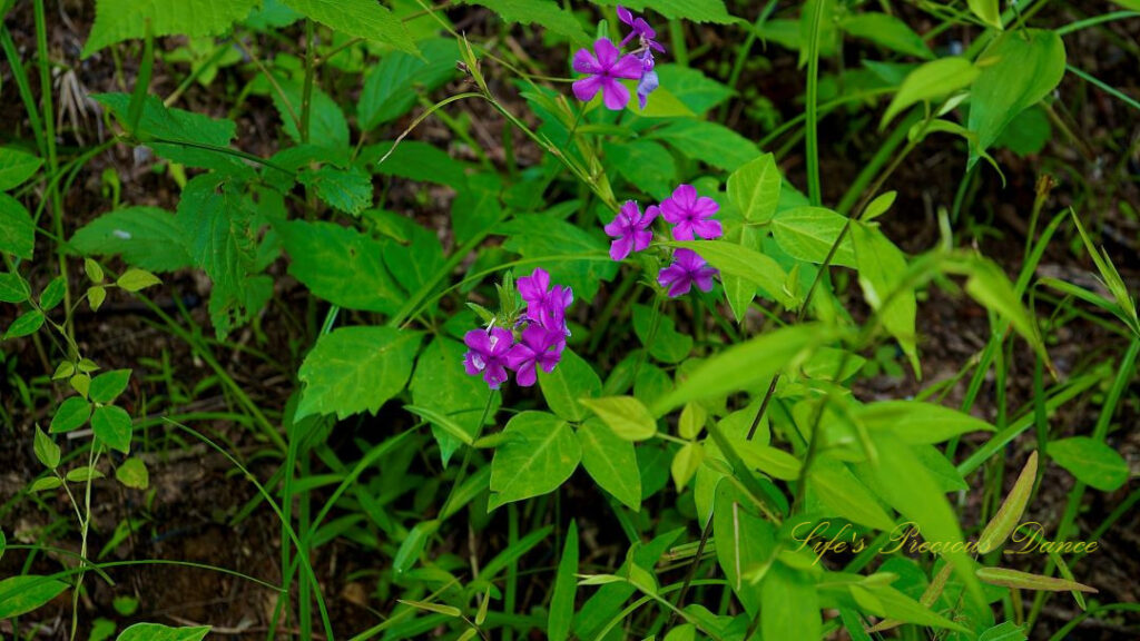 Lavender garden phlox in bloom along a trail in the South Carolina mountains.