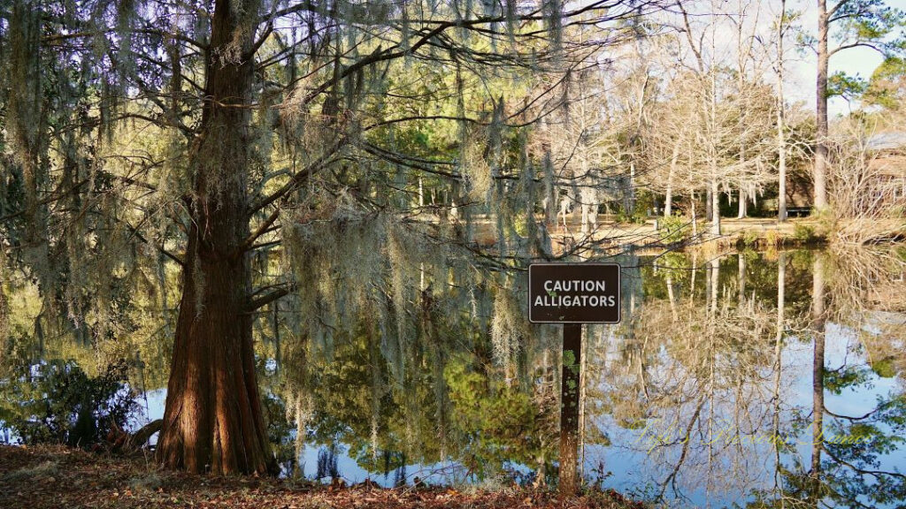 Sign reading &quot;Caution Alligators&quot; beside a cedar tree covered in spanish moss. A pond in the background.