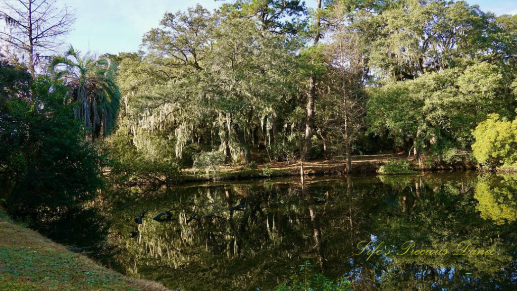 Landscape view of a trees reflecting in a pond at Charles Towne Landing