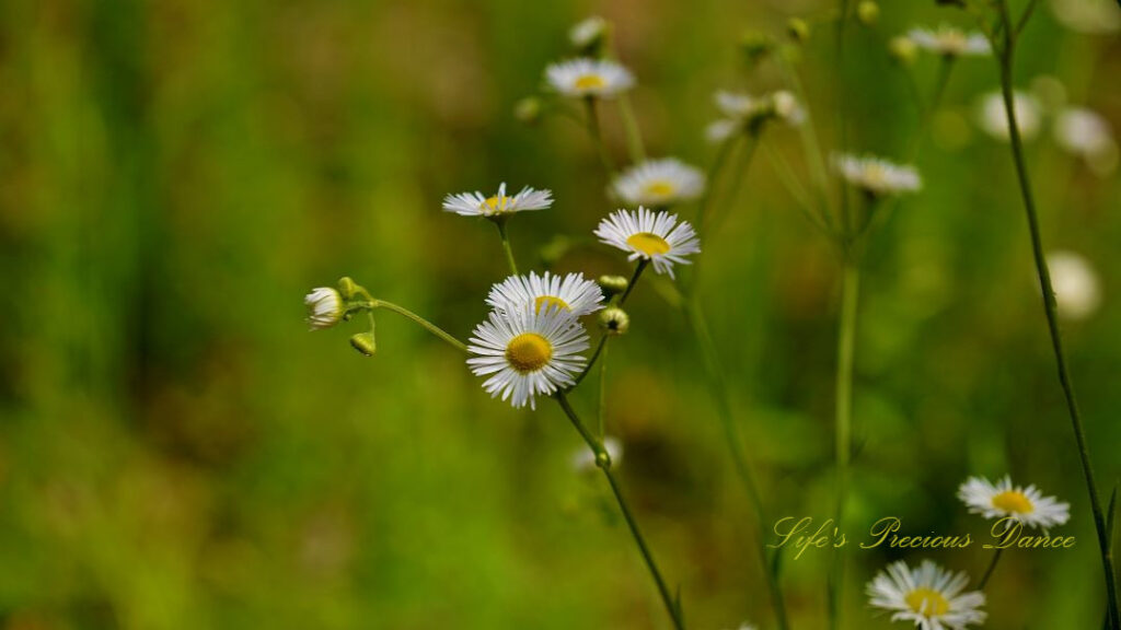 Prairie fleabane blooming along a mountain trail.