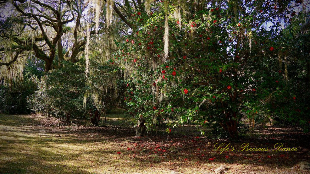 Camellia bush with several flowers in full bloom. Spanish moss hanging down in front.