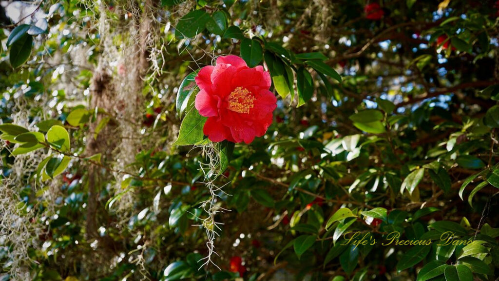 Pink camellia in full bloom at Charles Towne Landing.