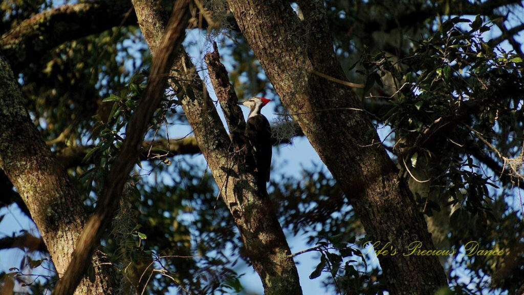 Pileated woodpecker on a tree at Charles Towne Landing