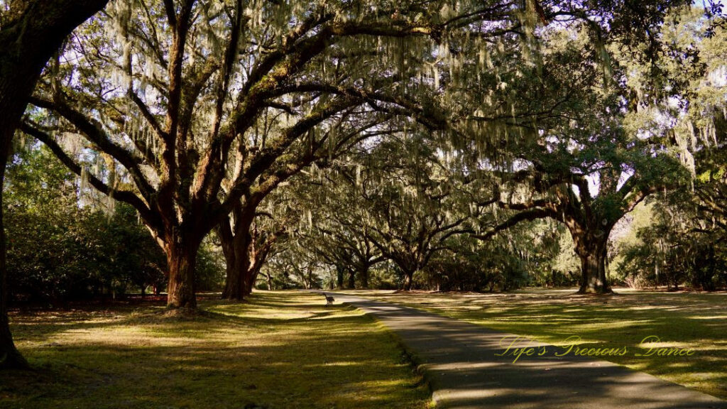 Walking trail at Charles Towne Landing, Columns of Angel Oak trees on either side. A lone bench sits to the left.