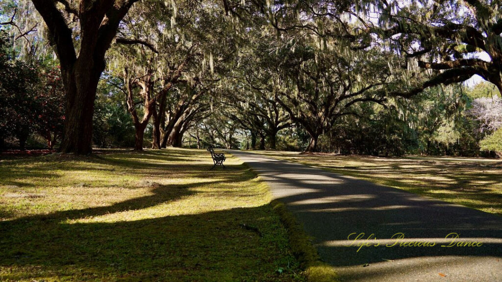 Walking trail at Charles Towne Landing, Columns of Angel Oak trees on either side. A lone bench sits to the left.