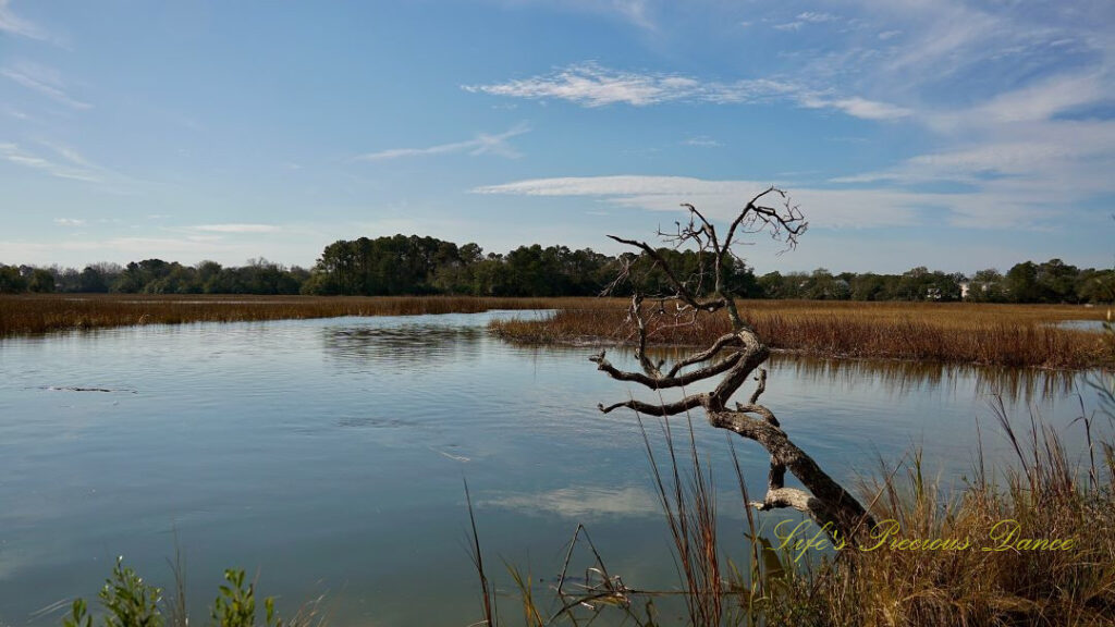 A tree stretched out over the marsh at Charles Towne Landing. Clouds, blue sky and cordgrass reflecting in the water.