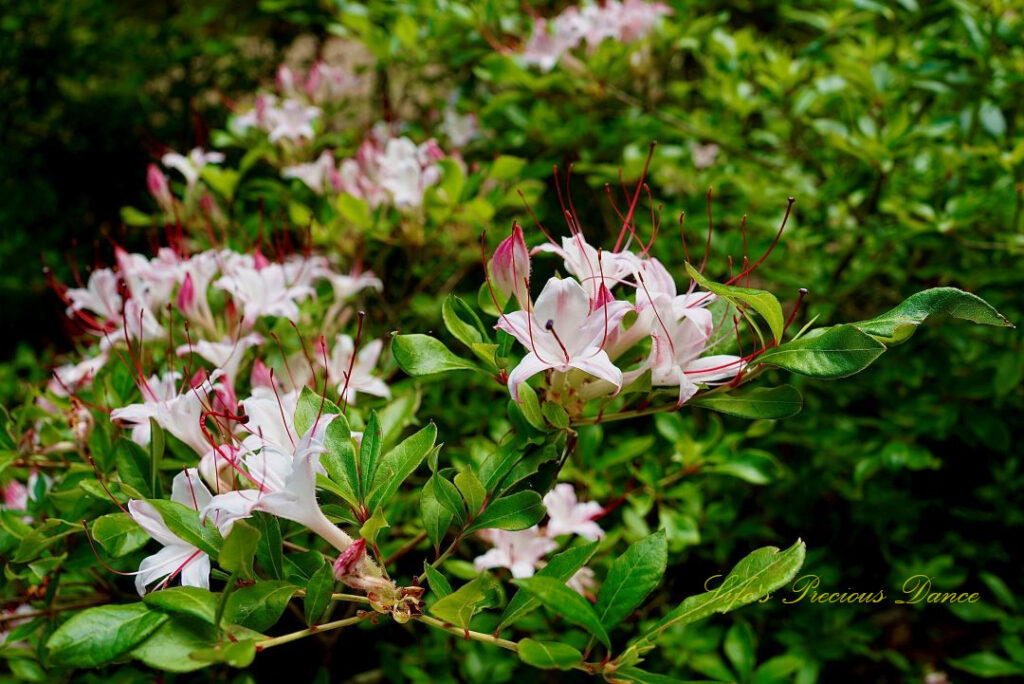 Close up of azaleas in full bloom.