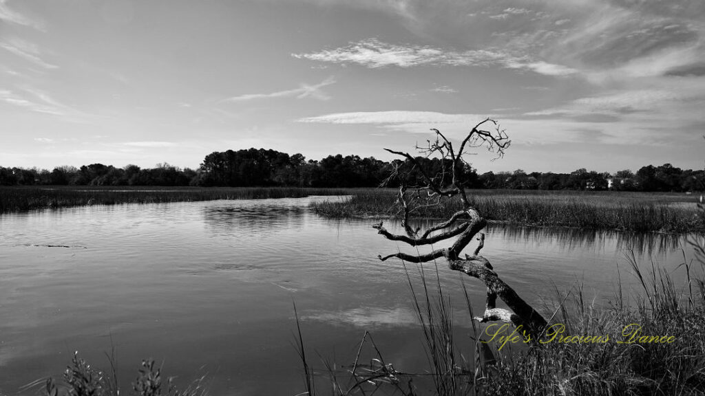 Black and white of a tree stretched out over the marsh at Charles Towne Landing. Clouds and cordgrass reflecting in the water.