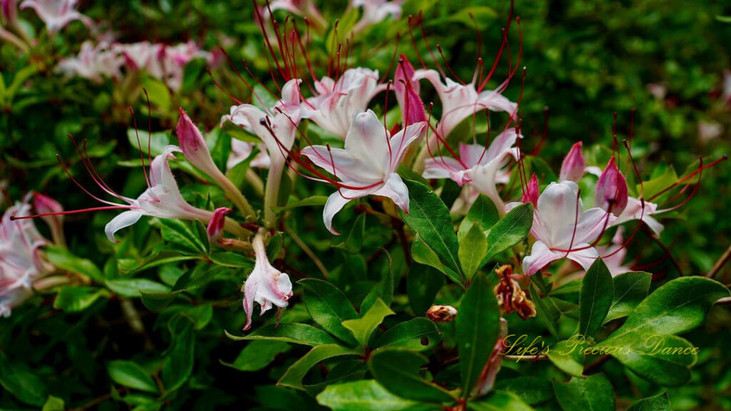 Close up of azaleas in full bloom.