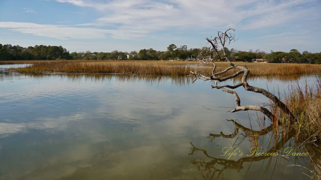 A tree stretched out over the marsh at Charles Towne Landing. Reflecting along with clouds, cordgrass and blue skies in the water.