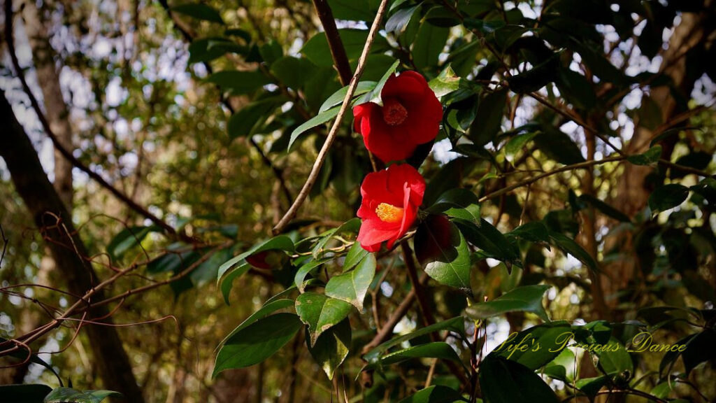 Two red camellias on a vine in full bloom.