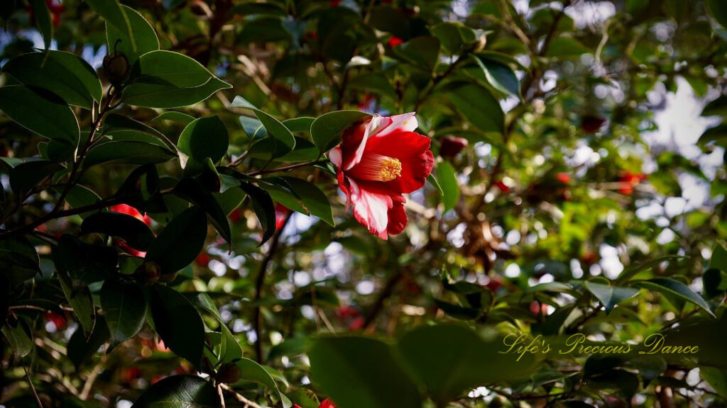 Camellia in full bloom, glistening in the sun.