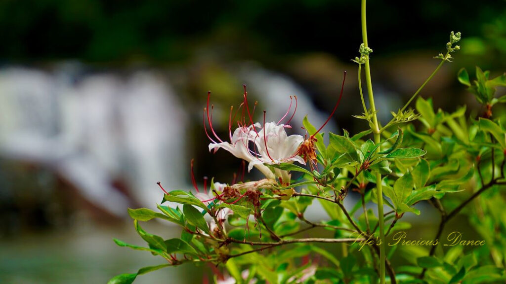 Azalea in full bloom in front of a waterfall.