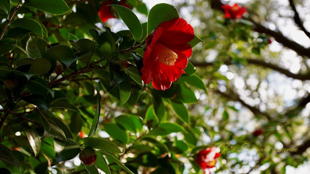 Red camellia in full bloom, partial shaded.