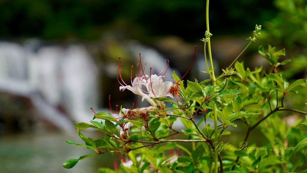 Azalea in full bloom in front of a waterfall.