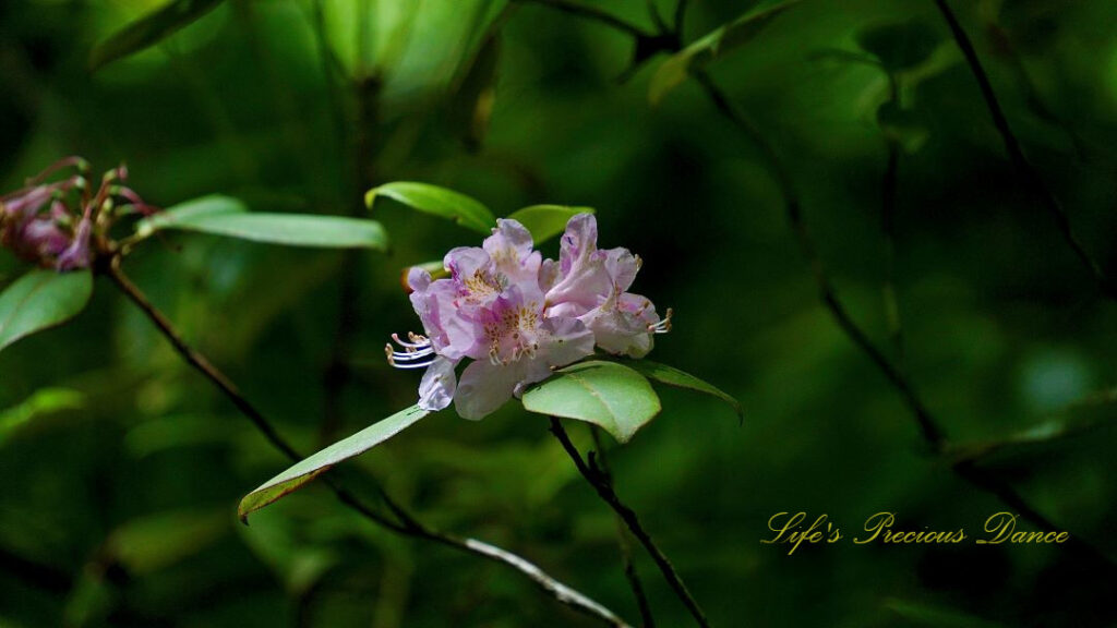 Azalea blooming along a mountain trail.