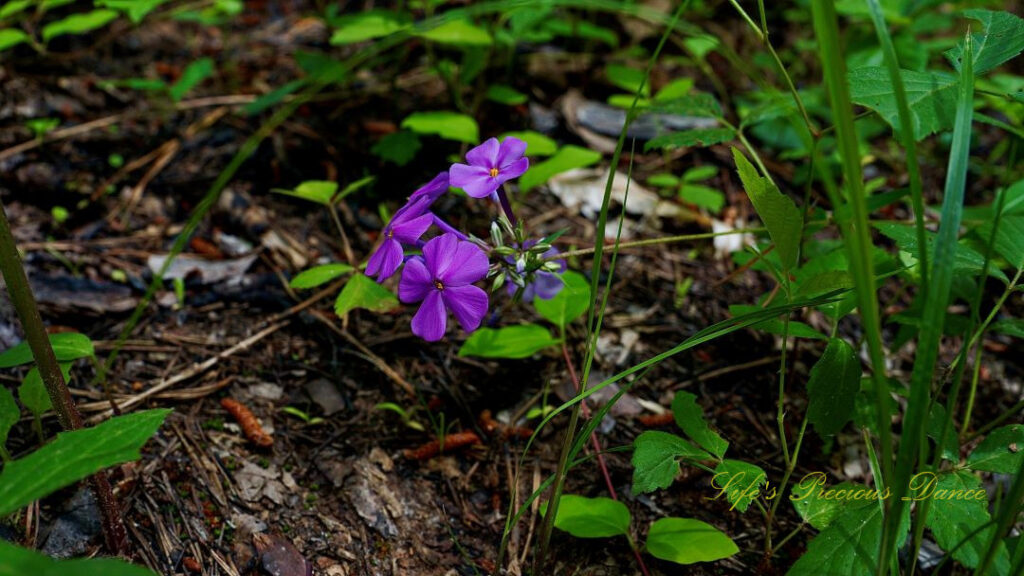 Lavender garden phlox in bloom along a trail in the South Carolina mountains.