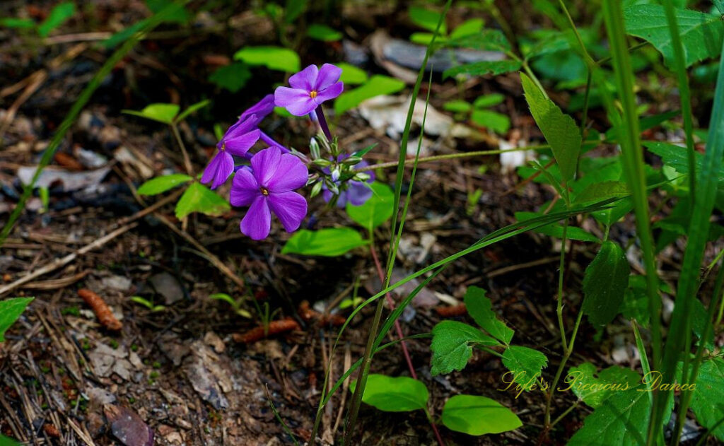 Lavender garden phlox in bloom along a trail in the South Carolina mountains.