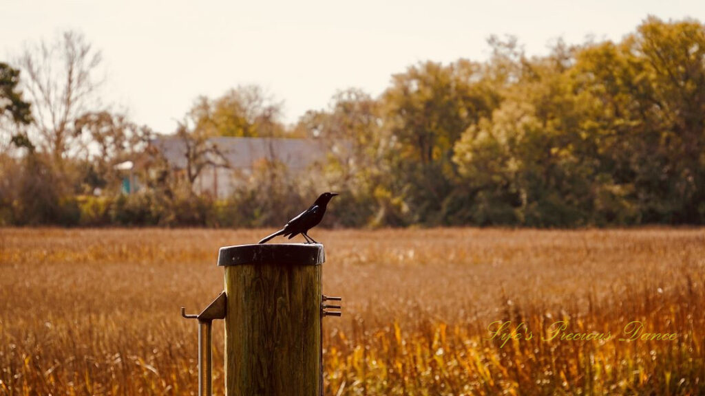 Grackle on a pier post above a marsh. A blurry building in the background