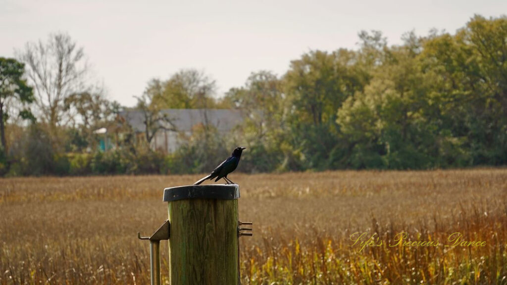 Grackle on a pier post above a marsh. A blurry building in the background