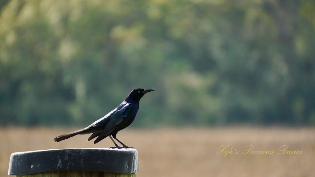 Grackle on a pier post above a marsh at Charles Towne Landing.