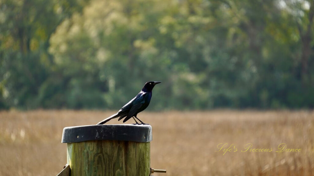 Grackle on a pier post above a marsh at Charles Towne Landing.