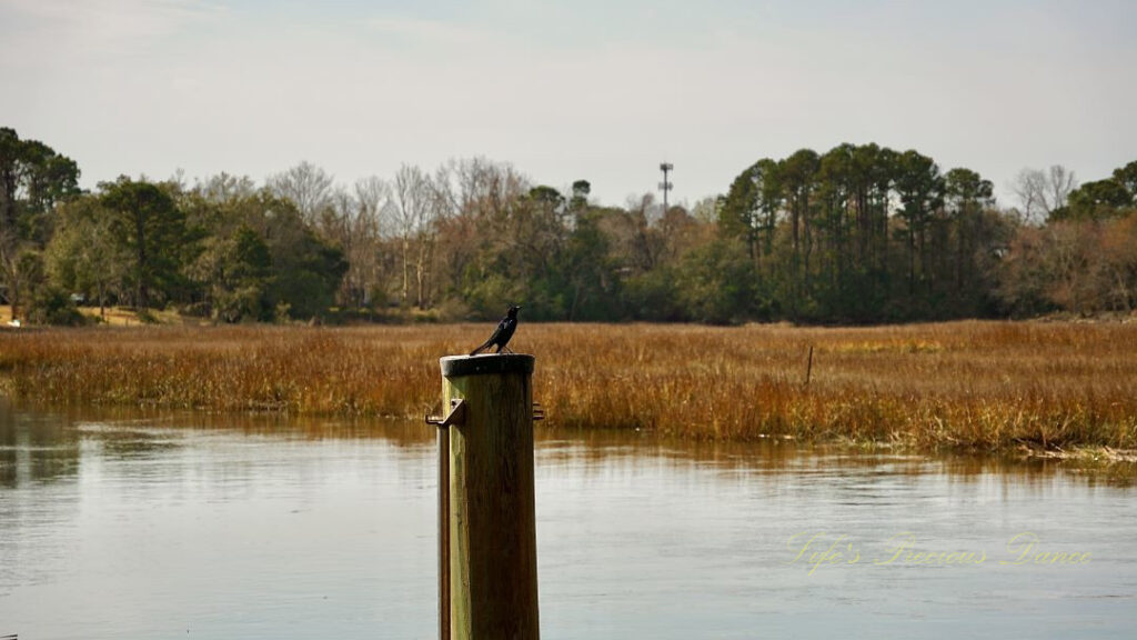 Grackle on a pier post above a marsh at Charles Towne Landing.