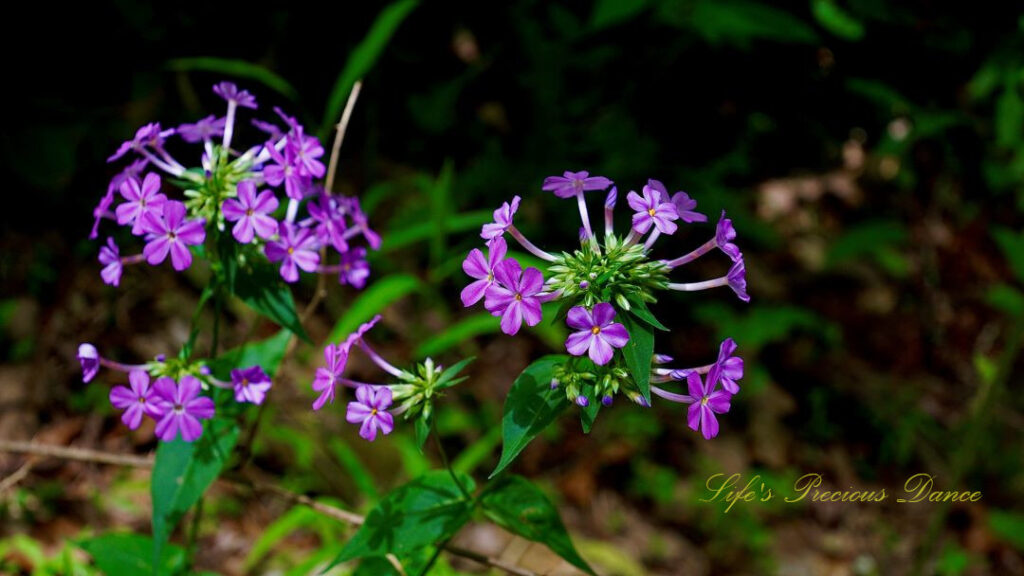 Lavender garden phlox in full bloom along a trail.