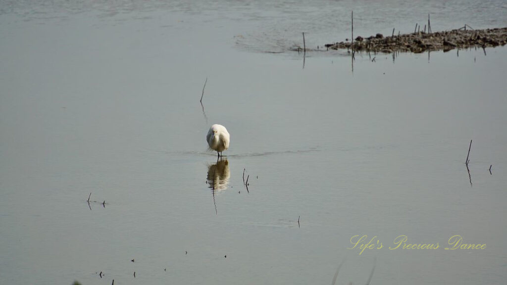 Snowy egret standing and reflecting in the marsh.